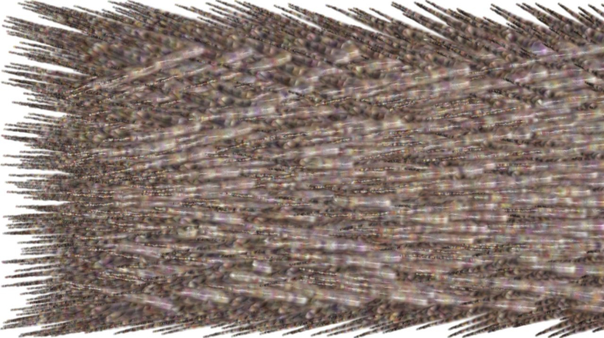 image: an image