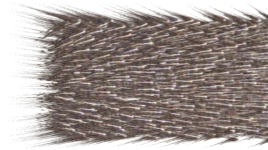 image: an image