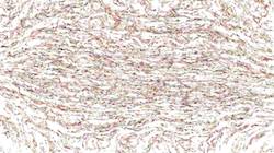 image: an image