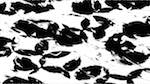 image: an image