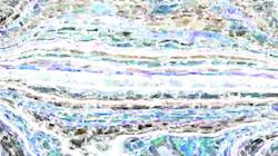 image: an image