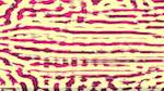Second of 'reflets &mdash; msg &mdash; processing effects 0 head abstraction 6'.