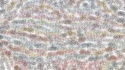 image: an image