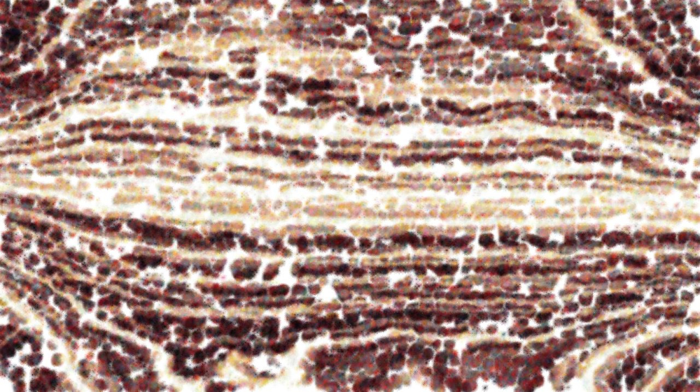 image: an image