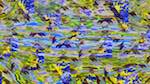 First of 'reflets &mdash; msg &mdash; variations 2 new 17 3'.