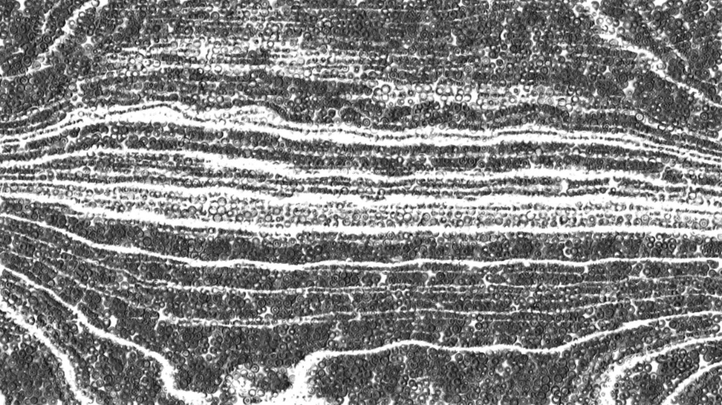 image: an image