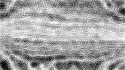 image: an image