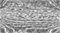 image: an image