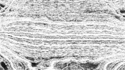 image: an image