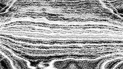 image: an image