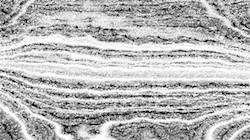 image: an image
