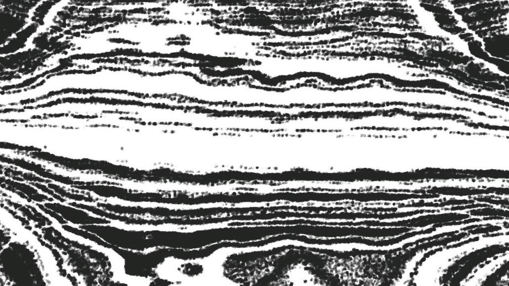 image: an image