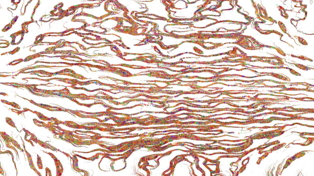 image: an image