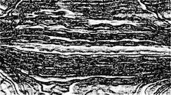 image: an image