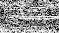 image: an image