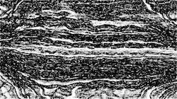 image: an image