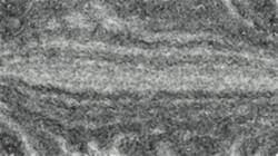 image: an image