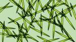 Fifth of 'reflets &mdash; msg &mdash; variations 1 splotches 3'.