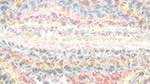 Second of 'reflets &mdash; paint synthesiser classic &mdash; users 1 the land of green ginger 2'.
