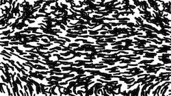 image: an image