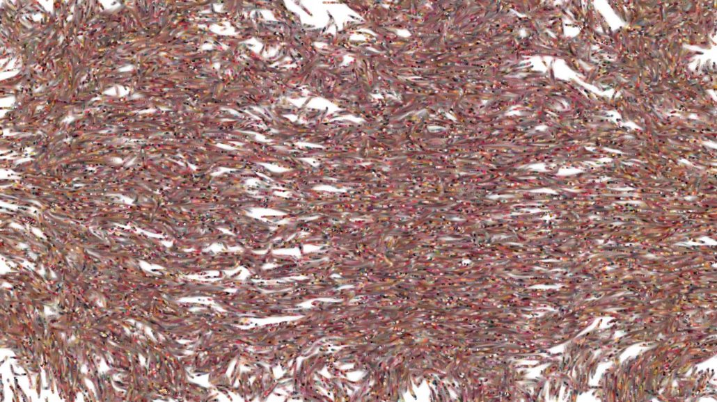 image: an image