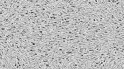 image: an image