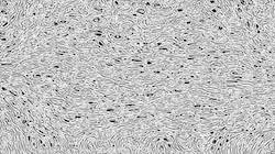 image: an image