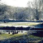image: Image from the photoset &lsquo;st.neots park (i)&rsquo;.