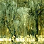 image: Image from the photoset &lsquo;st.neots park (i)&rsquo;.
