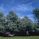 image: Image from the photoset &lsquo;citro&euml;n (iv)&rsquo;.