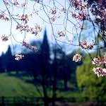 image: Image from the photoset &lsquo;barnwell (ii)&rsquo;.