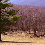 image: Image from the photoset &lsquo;wood (viii)&rsquo;.