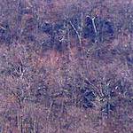 image: Image from the photoset &lsquo;wood (ix)&rsquo;.