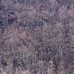 image: Image from the photoset &lsquo;wood (ix)&rsquo;.