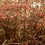 image: Image from the photoset &lsquo;untitled (xi) &rsquo;.