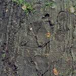 image: Image from the photoset &lsquo;wood (x)&rsquo;.