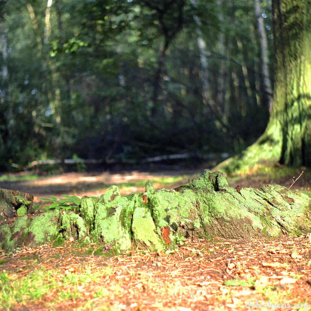 image: This is &lsquo;wood (xi) 1&rsquo;.