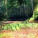 image: Image from the photoset &lsquo;wood (xi)&rsquo;.