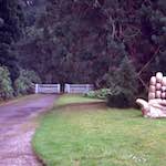 image: Image from the photoset &lsquo;wood (xi)&rsquo;.