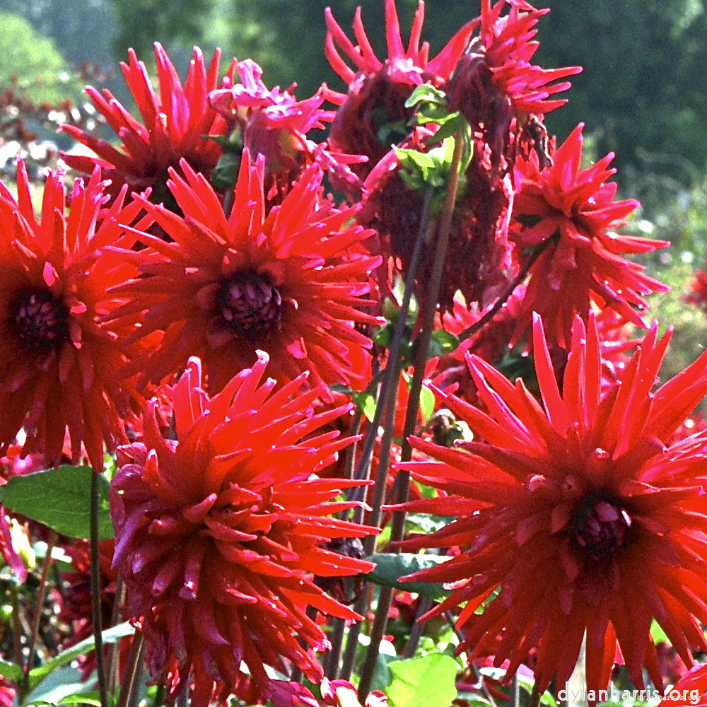 image: This is &lsquo;flower (i) 6&rsquo;.