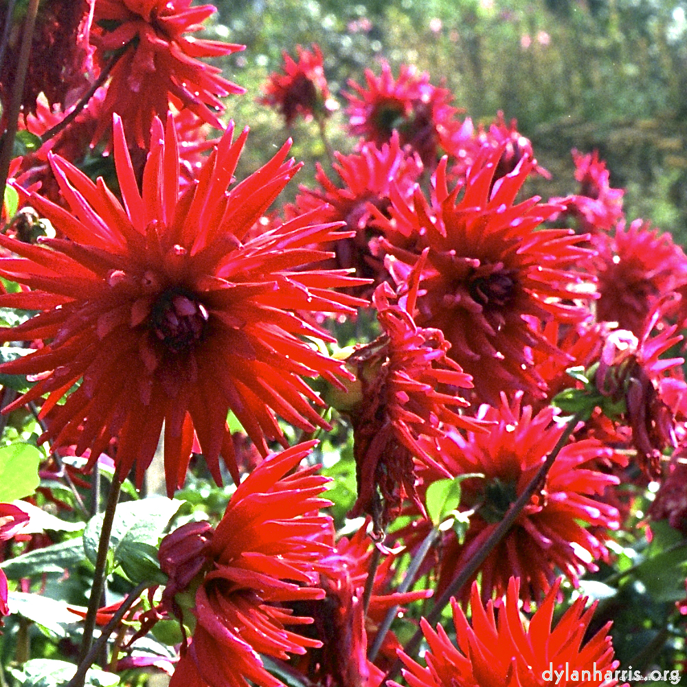 image: This is &lsquo;flower (i) 8&rsquo;.
