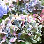 image: Image from the photoset &lsquo;flower (i)&rsquo;.