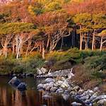 image: Image from the photoset &lsquo;highlands (ix)&rsquo;.