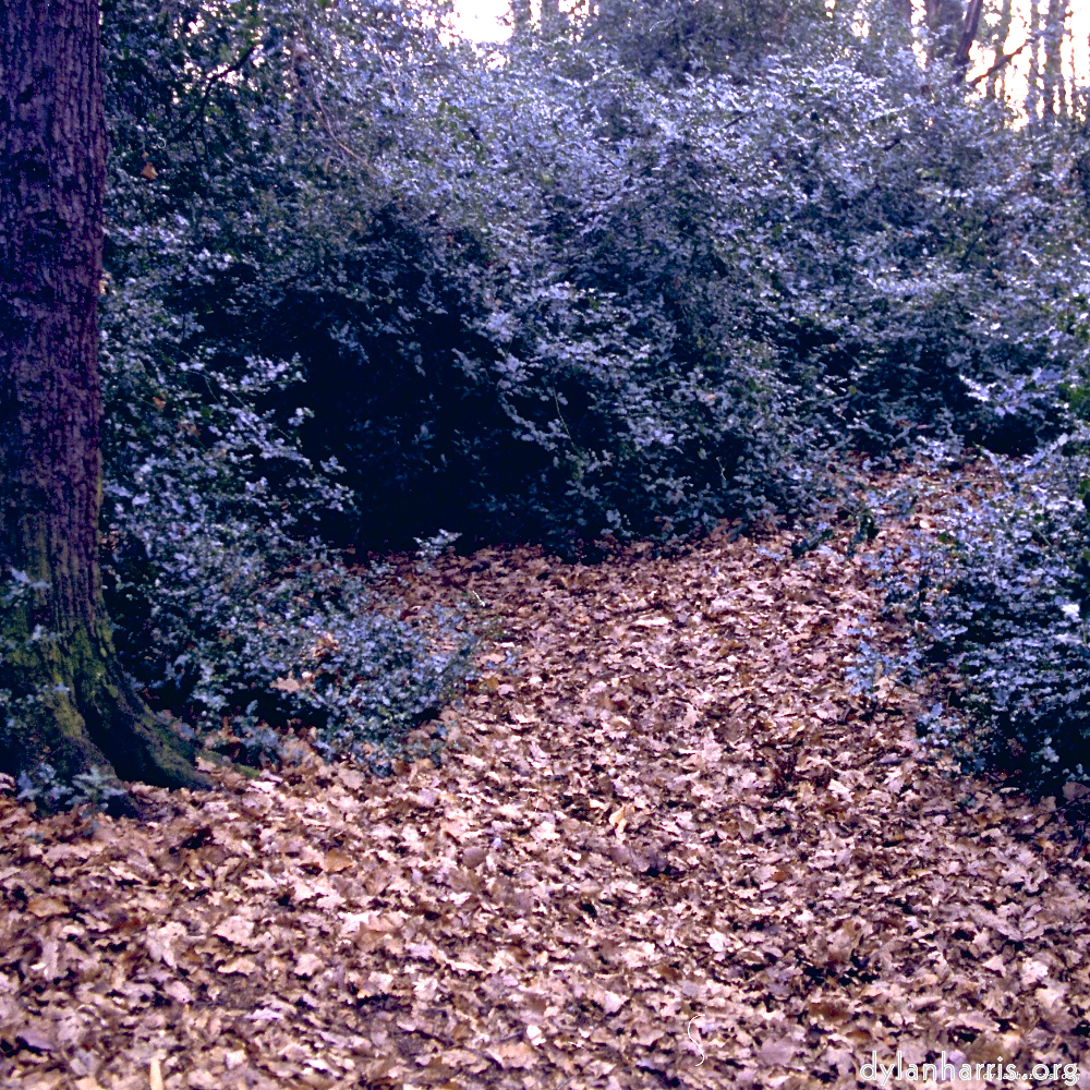 image: This is &lsquo;wood (xi) 3&rsquo;.