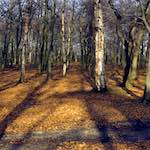 image: Image from the photoset &lsquo;wood (xi)&rsquo;.