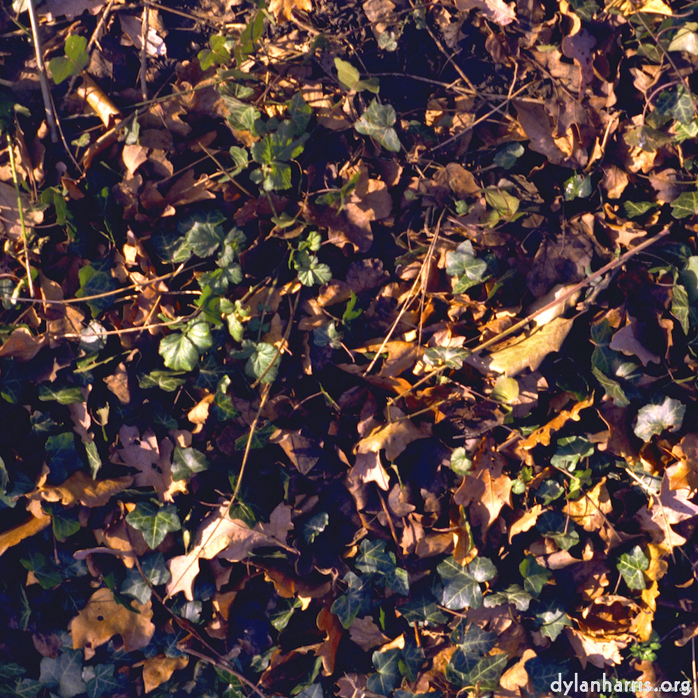 image: This is &lsquo;wood (xii) 1&rsquo;.