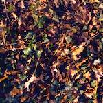 image: Image from the photoset &lsquo;wood (xii)&rsquo;.