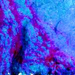 image: Image vum photoset <<damage (liv)>>.