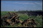 image: Image du photoset &lsquo;holme fen&rsquo;.