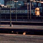 image: train (vii) photoset